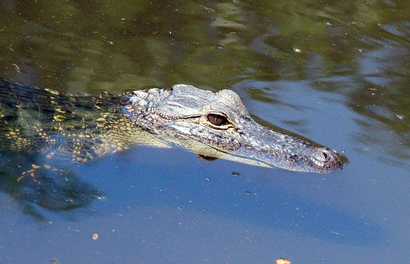 Alligator