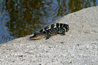 Baby Alligator