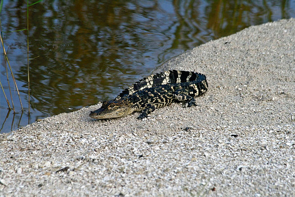 Baby Alligator