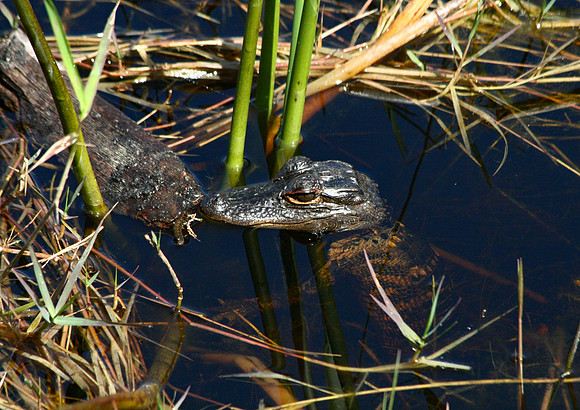 Baby Alligator