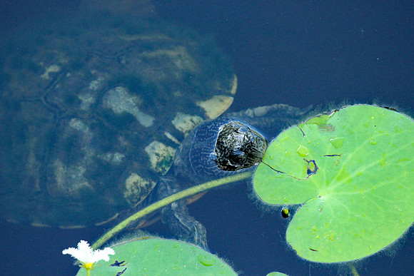 Turtle