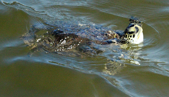 Turtle