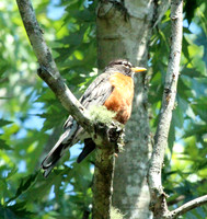 Robin