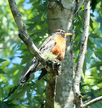 Robin