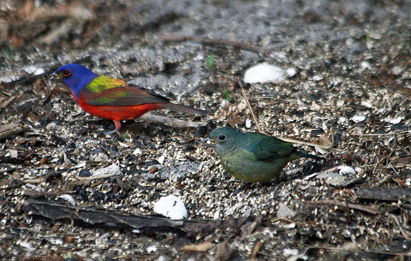 Painted Bunting