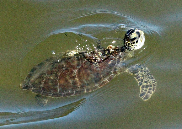 Turtle