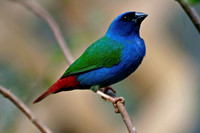 Forbes Parrot Finch