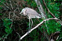 Great Blue Herron