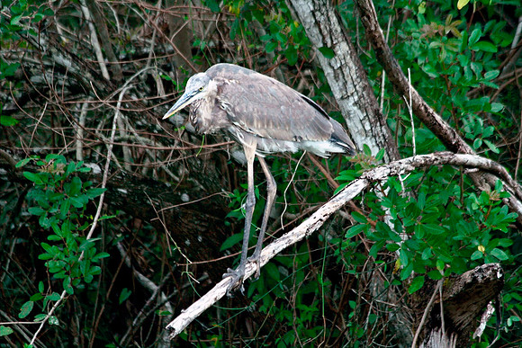 Great Blue Herron
