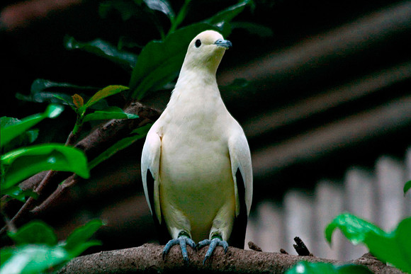 Dove