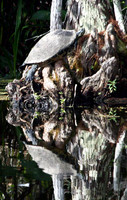 Turtle Reflection