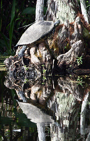 Turtle Reflection
