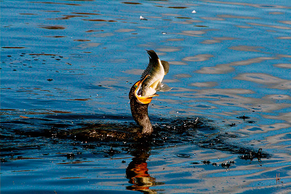 Doubled-crested Cormorant