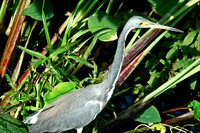 Heron