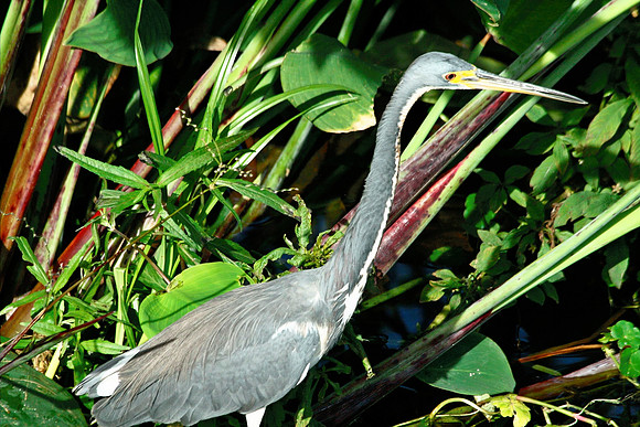 Heron