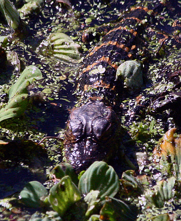 Baby Alligator
