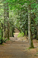 Smoky Mountains