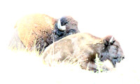 Bison