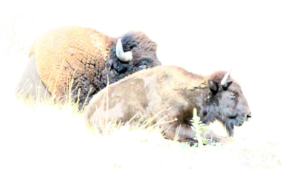 Bison
