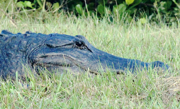 Alligator