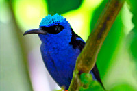 Red-legged Honeycreeper