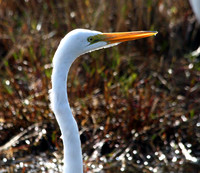 Wading Birds