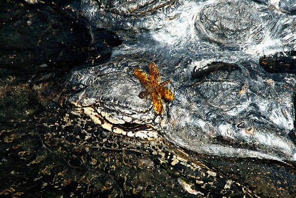 Alligator and Dragonfly