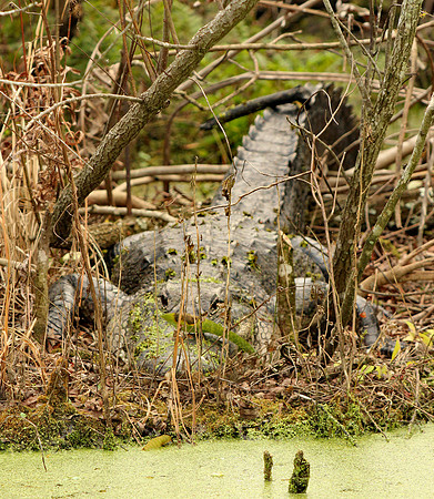 Alligator