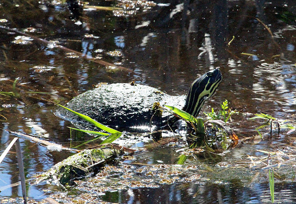 Turtle