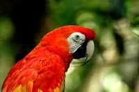 Parrot