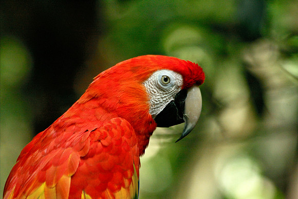 Parrot