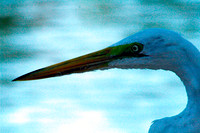 Great Egret