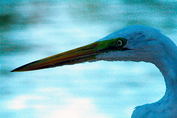 Great Egret