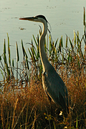 Heron