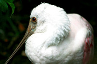 Roseate Spoonbill