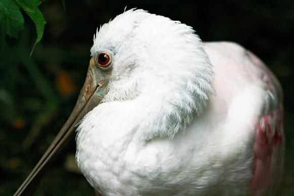 Roseate Spoonbill