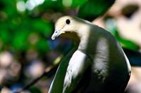 Dove