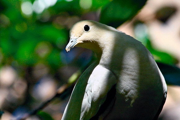 Dove