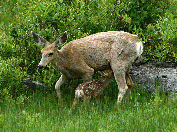 Doe and Fawn - Yellowstone