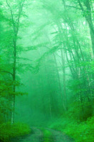 Smoky Mountains