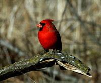 Northern Cardinal