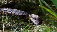 Baby Alligator