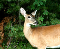 Doe - Smoky Mountains