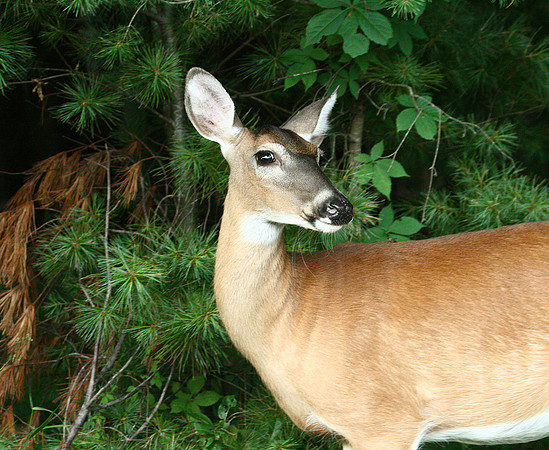Doe - Smoky Mountains