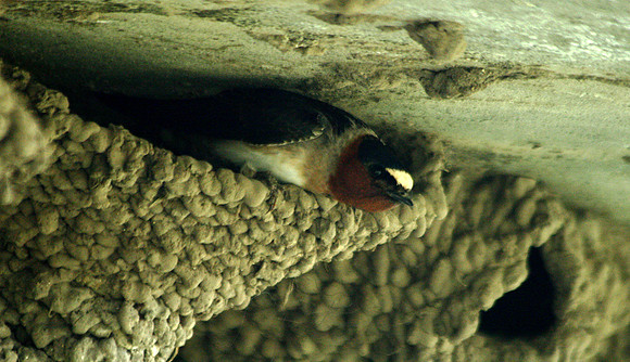 Cliff Swallow - Yellowstone