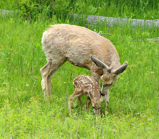 Doe and Fawn - Yellowstone