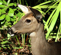 Doe - Smoky Mountains