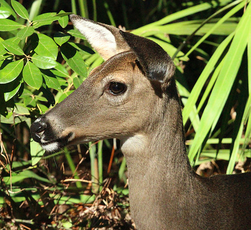 Doe - Smoky Mountains