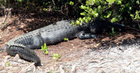 Alligator