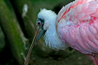 Roseate Spoonbill